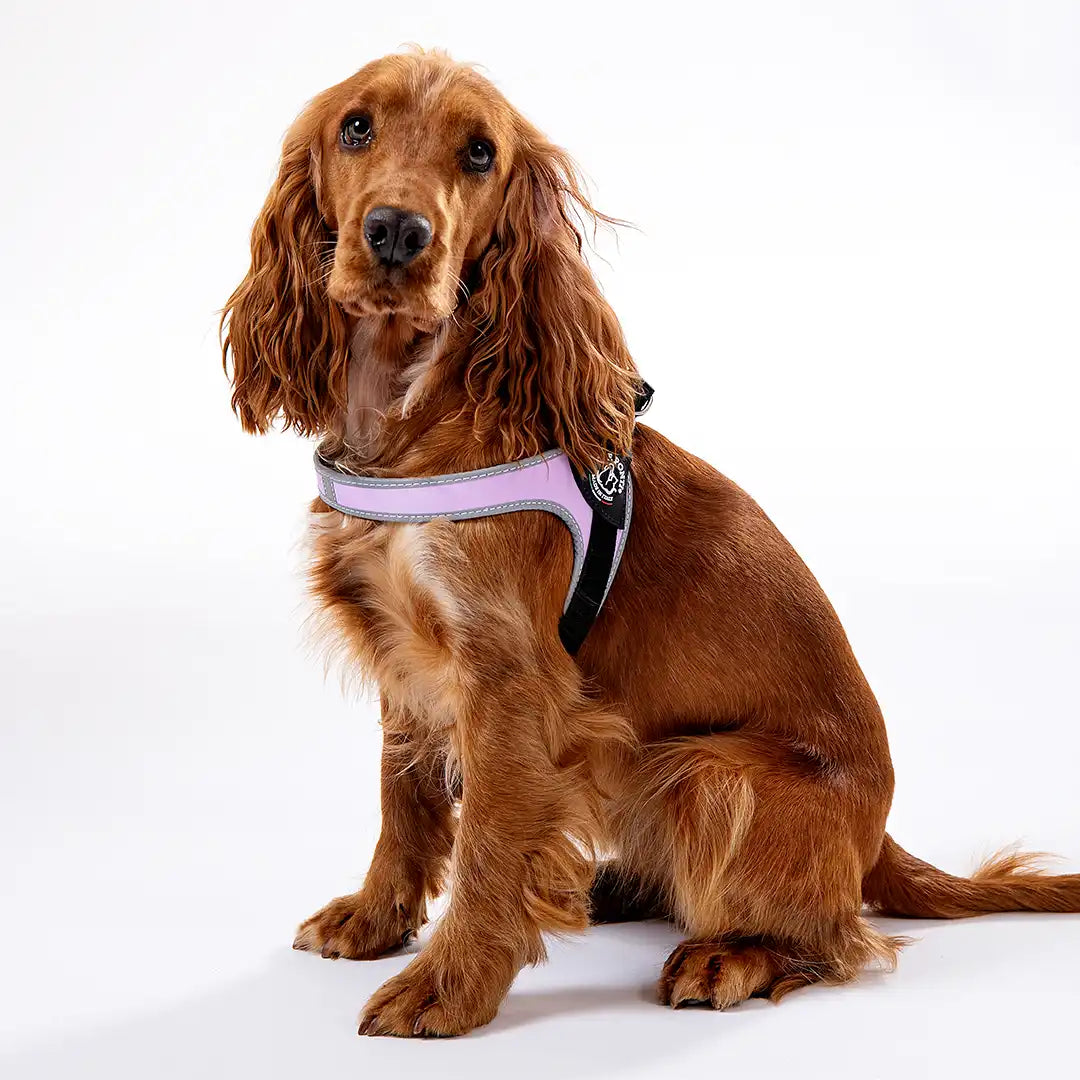 Pet Harness product image 4