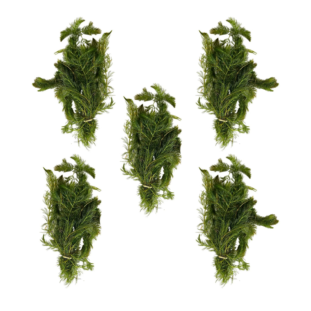 Aquatic Plants product image 4