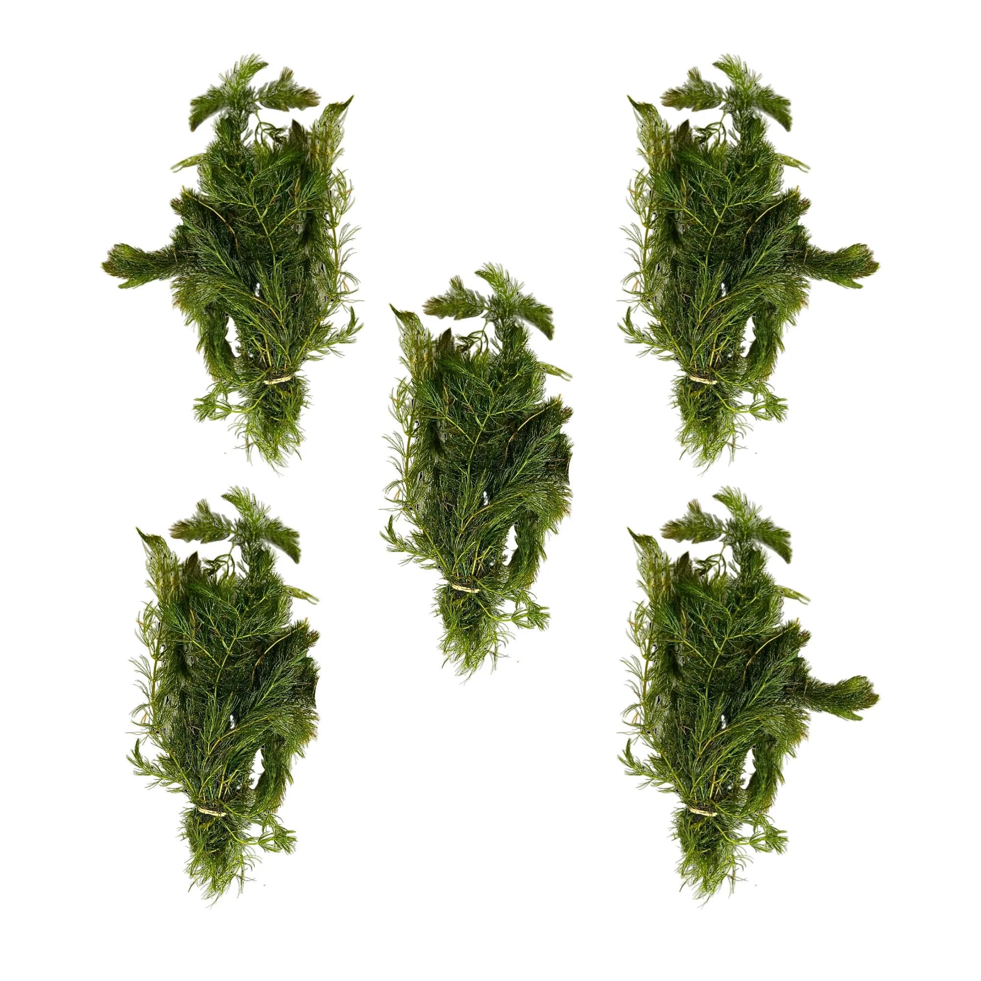 Aquatic Plants product image 4