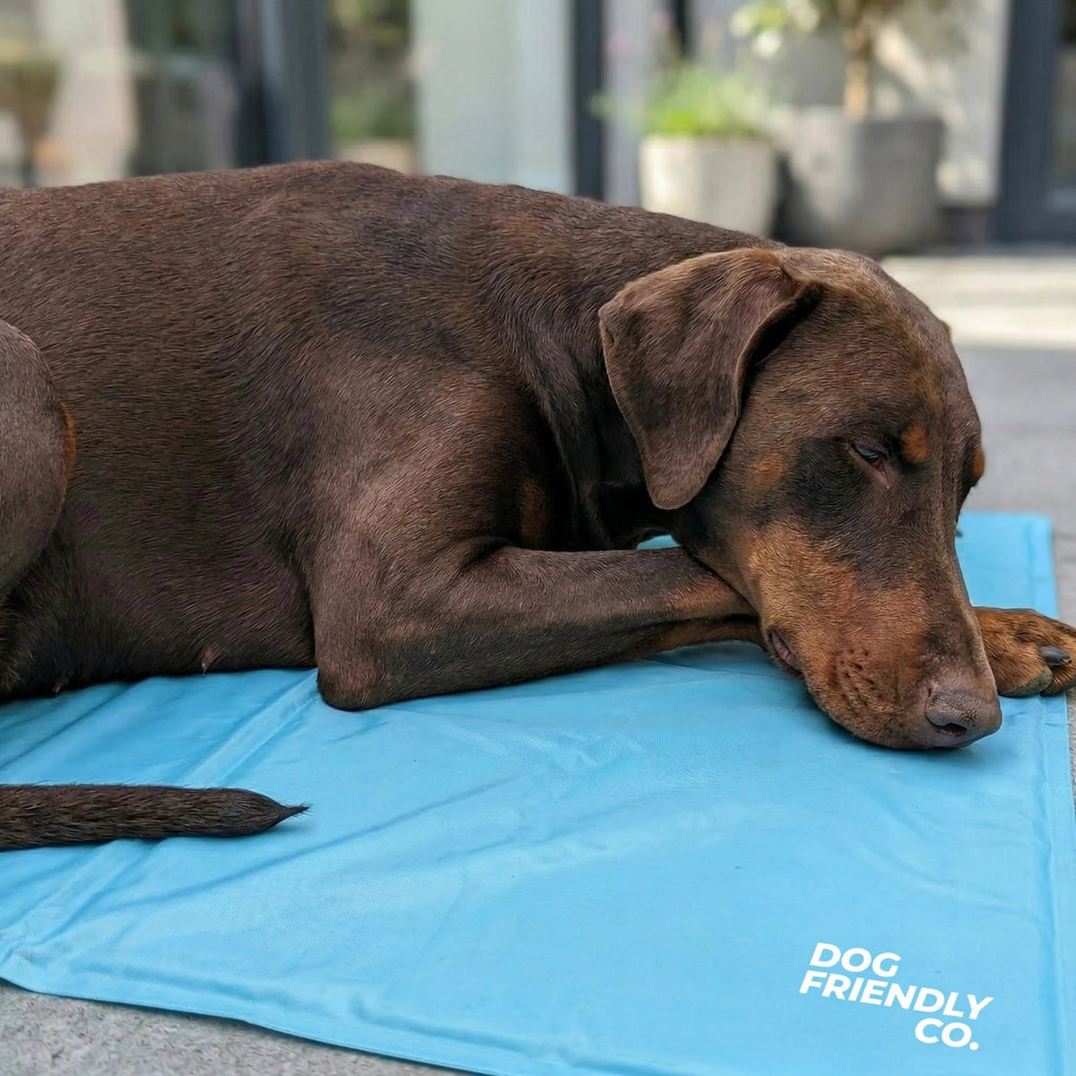 Dog Cooling Mat product image 4