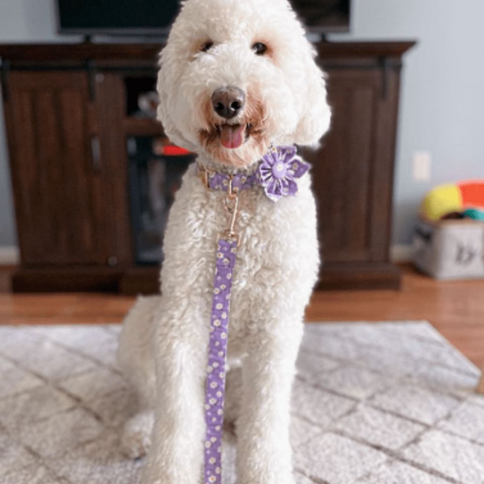 Dog Collar product image 4