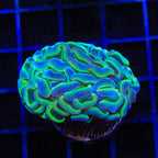 Hammer Coral product image 4