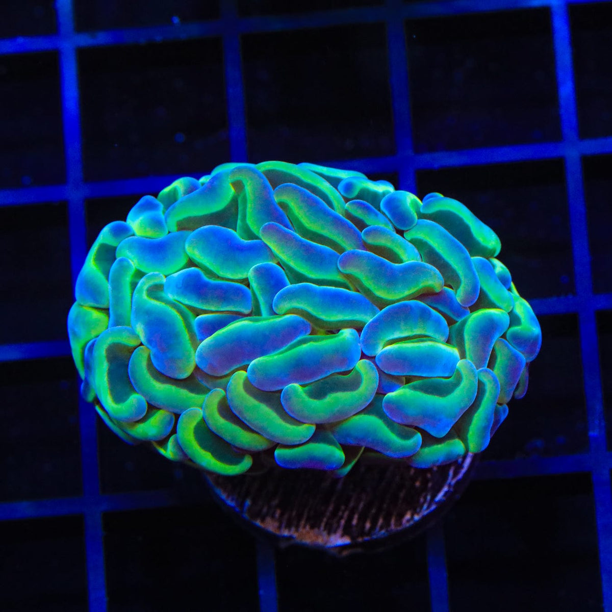 Hammer Coral product image 4