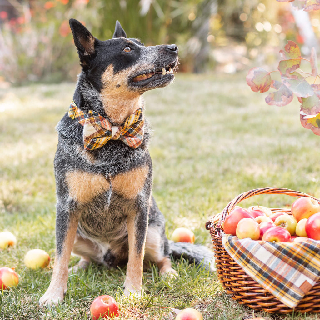 Dog Collar product image 4