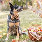 Dog Collar product image 4