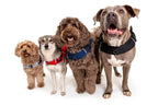 Dog Harness product image 4