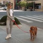 Bungee Dog Leash product image 4