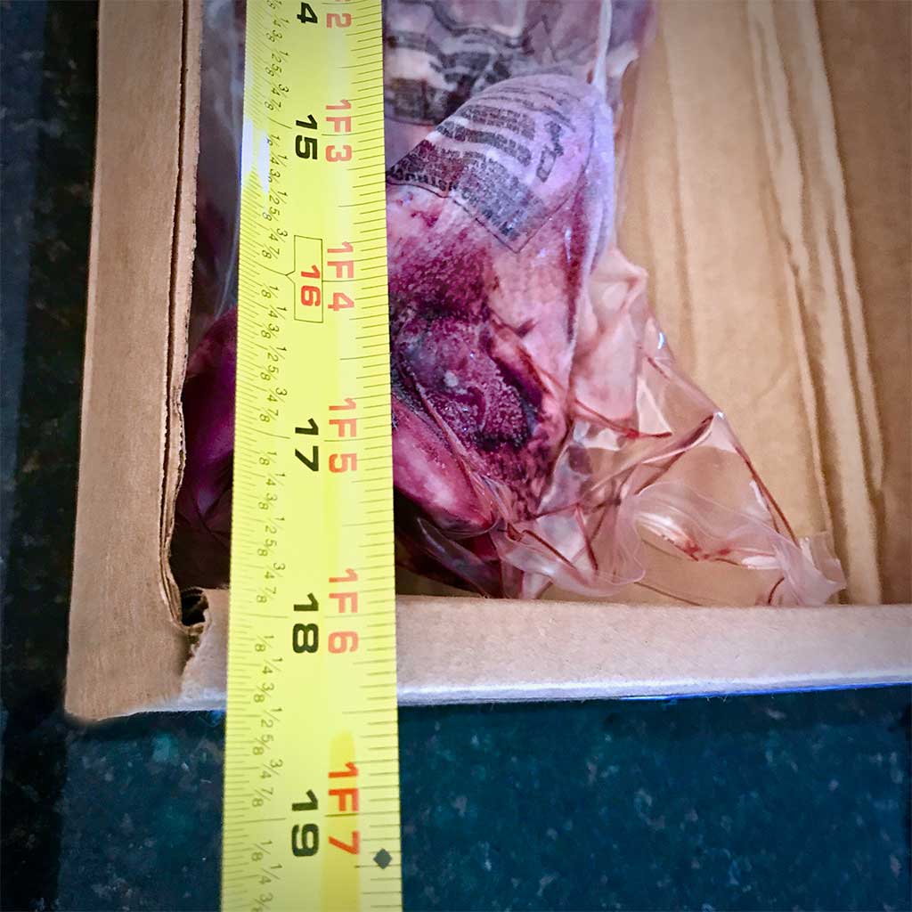 Raw Bison Dog Bone product image 4