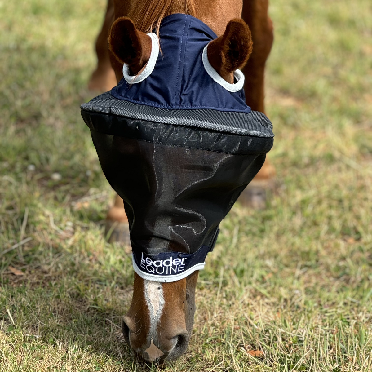 Horse Fly Mask product image 4