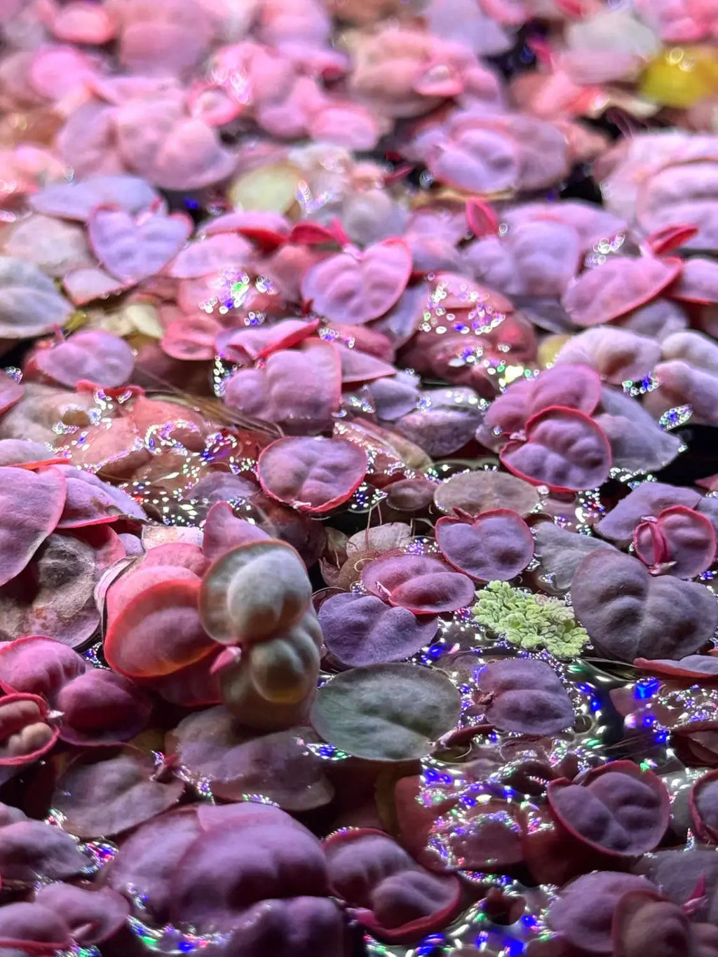 Live Aquarium Plants product image 4