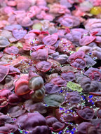 Live Aquarium Plants product image 4