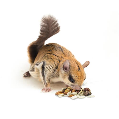Squirrel Food Starter Kit product image 4