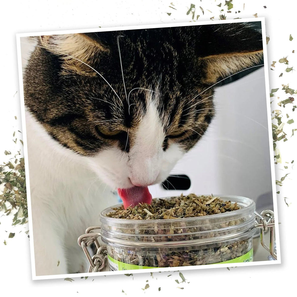 Catnip Mix product image 4