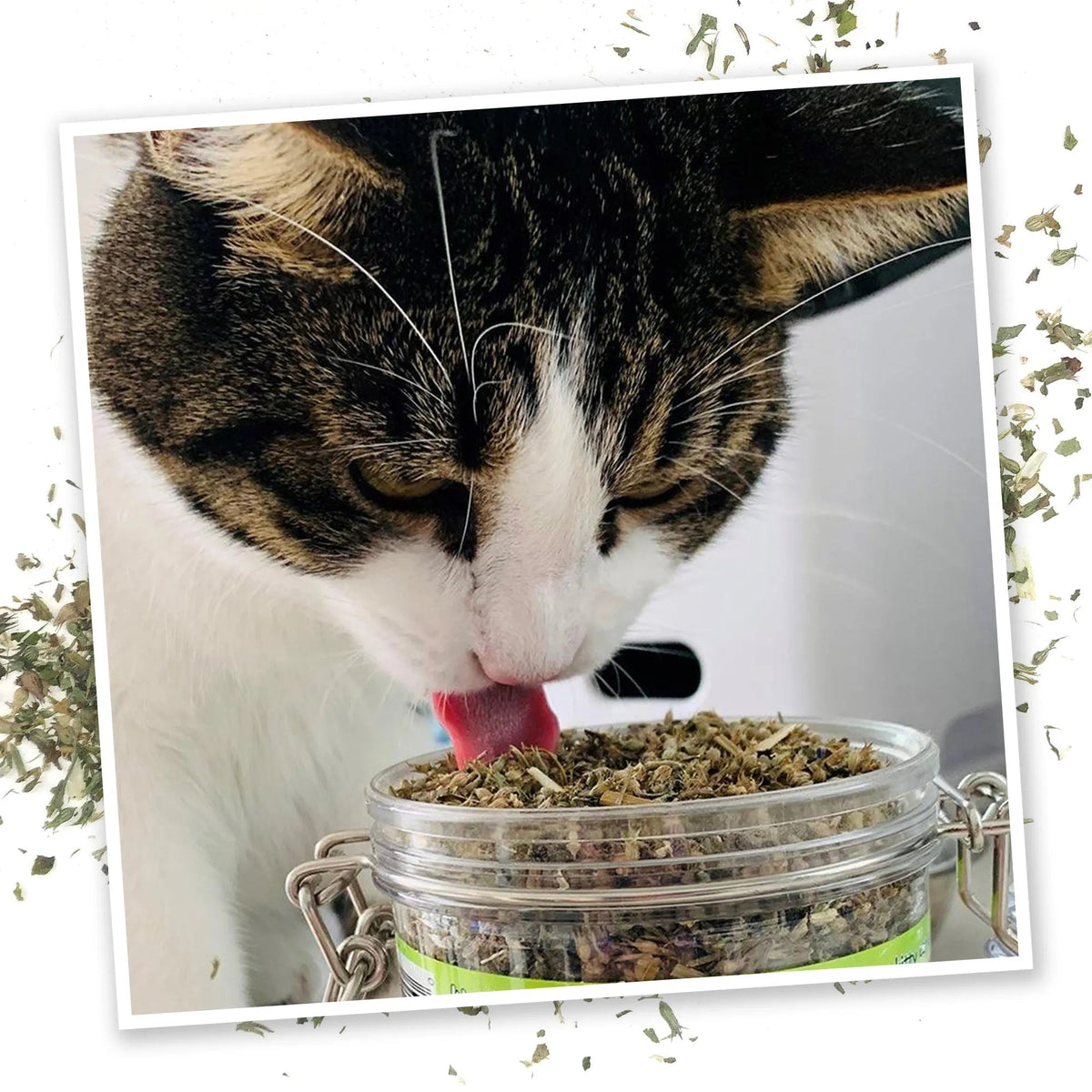 Catnip Mix product image 4