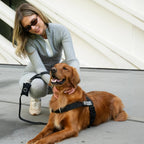 Bungee Dog Leash product image 4
