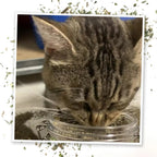 Catnip Mix product image 4