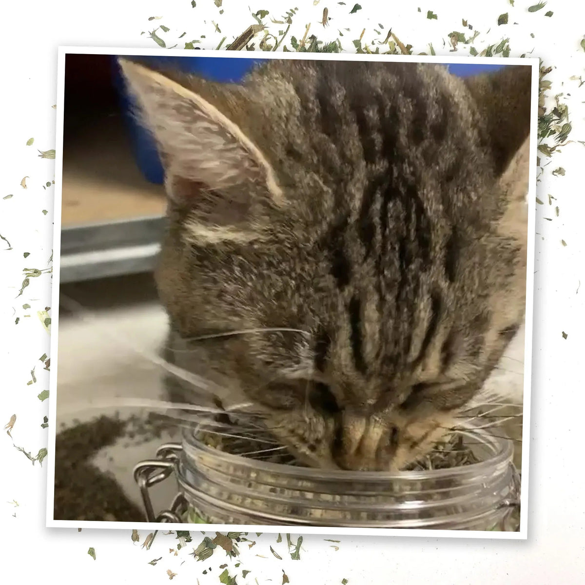 Catnip Mix product image 4