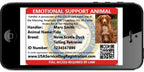 Support Dog Vest Package product image 4