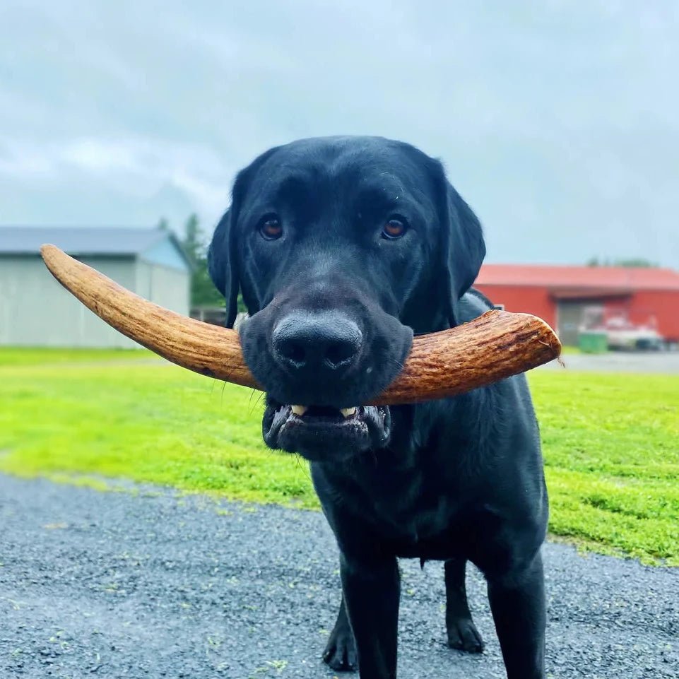 Moose Antler Dog Chew product image 4