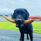 Moose Antler Dog Chew product image 4