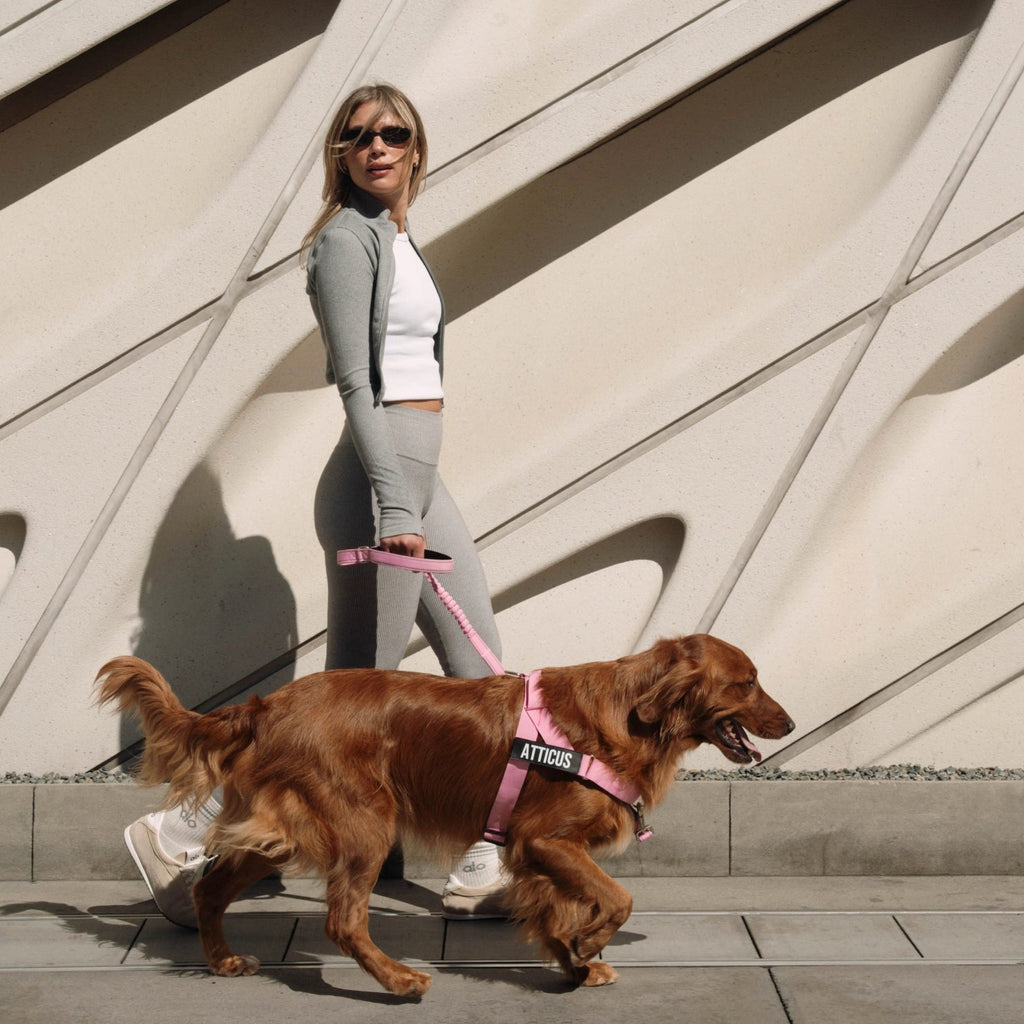 Bungee Dog Leash product image 4