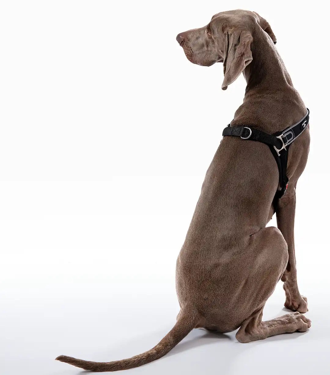 Reflective Martingale No-Pull Dog Harness product image 4