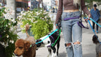 Hands-Free Dog Walking Belt with Waterproof Adjustable Fit and General or Heavy-Duty Clips in 12 Colors source image 5