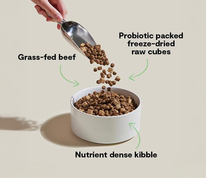 Grass-Fed Beef Dog Kibble with Freeze-Dried Raw Cubes and Probiotics, Complete Recipe for All Life Stages source image 5