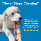 A white dog chews a brown 12-Inch Jumbo Bully Stick by Best Bully Sticks on a blue background as a five-star review praises its dental health benefits and notes even a power chewer can't resist.