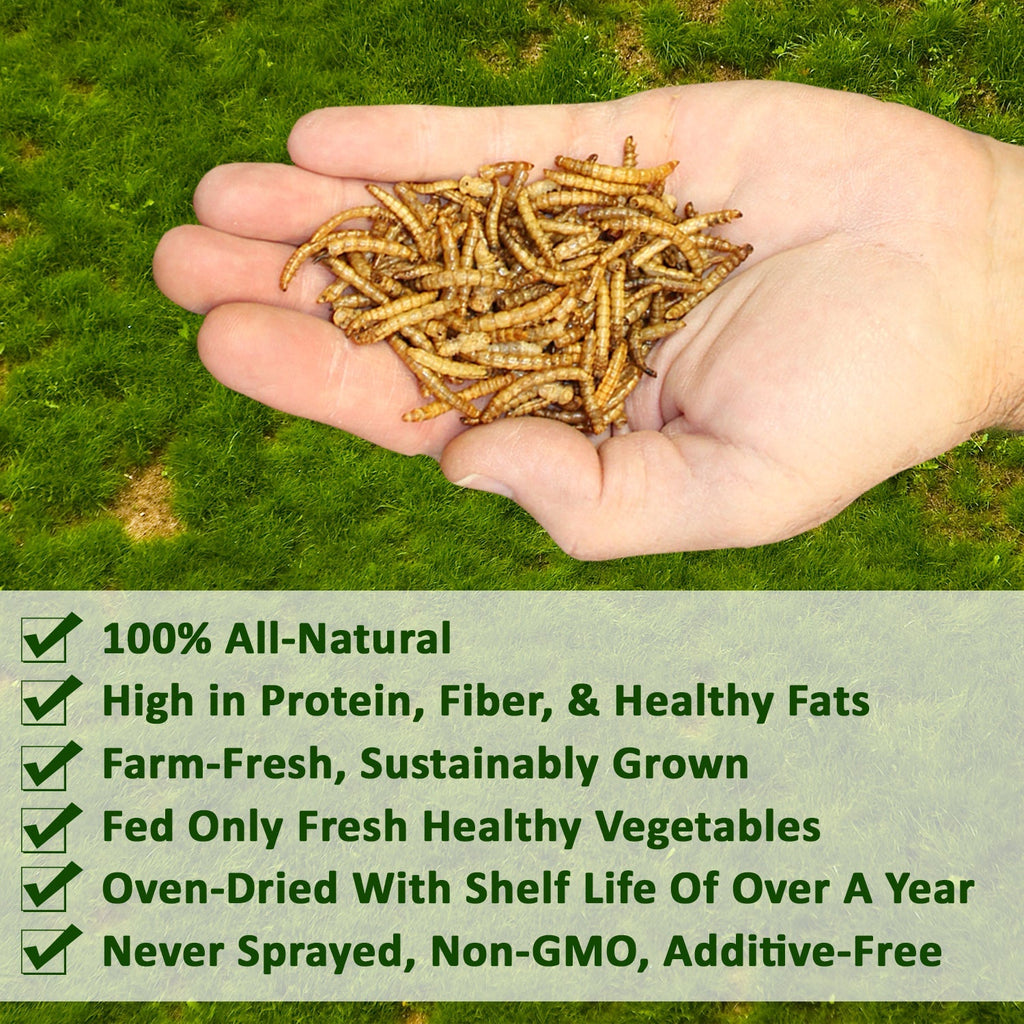 Dried Insect Poultry Feed, Mealworm and BSFL Foraging Supplement in Four Bulk Sizes for Chickens and Ducks source image 5
