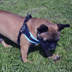 Adjustable Mesh Dog Harness for Small to Medium Pets, Reflective Step-In Design Across Seven Chest Sizes source image 5