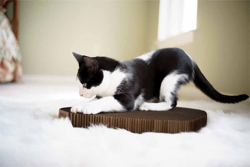 Rectangular Cat Scratcher Pad, Double-Sided Heavy-Duty Corrugate Board Sized 17 x 10 Inches for Lounging source image 5