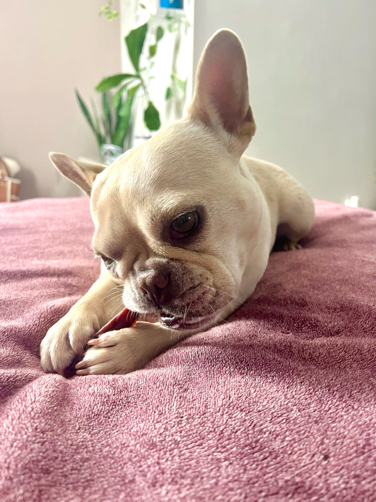 Natural Dog Chew Starter Pack, Beef Tendon and Bully Stick Variety Bundle for Supervised Chewing source image 5