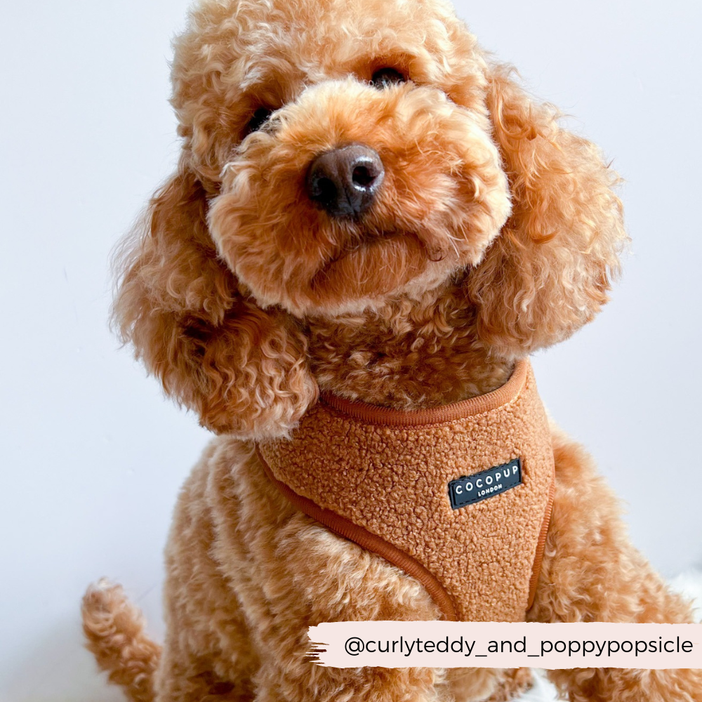 Adjustable Neck Dog Harness in Teddy Texture, Lightweight Walking Vest for XXS to Large Dogs source image 5