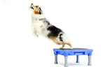 Non-Slip Dog Training Platform Mat, Custom-Fit 24 x 24 Inch Rubber Surface for Confident Exercise Sessions source image 5