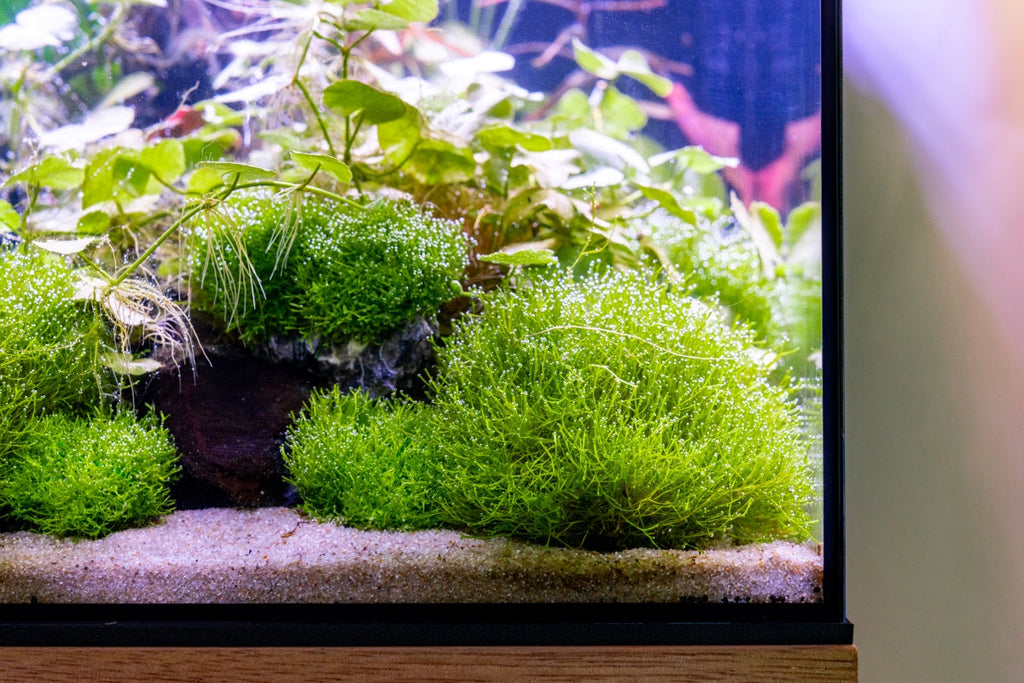 Riccia Fluitans Tissue Culture Aquarium Plant for Bright Green Floating Mats and Hardscape Carpeting source image 5