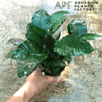 Anubias Nana Mother Plant, Established Aquarium Pot with 2 to 3 Rhizomes for Midground or Hardscape Planting source image 5