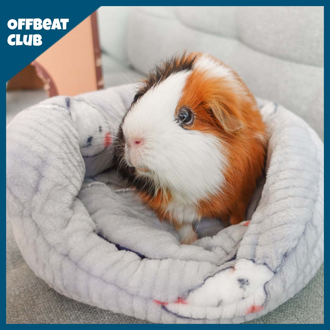 Guinea Pig Plush Play Set for Daily Hideaway and Rest Time, Three-Piece Package in Pink or Gray source image 5
