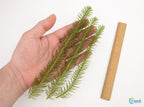 Live Hornwort Aquarium Plant Bunches for Floating or Planted Freshwater Tanks, Packs of Three or Six source image 5
