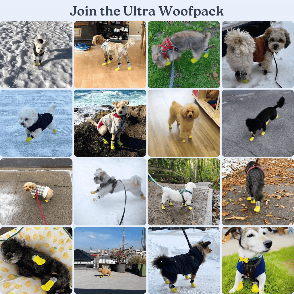 All-Season Dog Boots, Flexible Grip Soles in a Lightweight Set of Four for Hot Pavement and Winter Walks source image 5