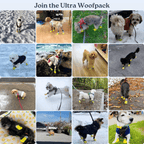 All-Season Dog Boots, Flexible Grip Soles in a Lightweight Set of Four for Hot Pavement and Winter Walks source image 5