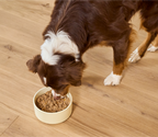Chicken and Salmon Pâté Dog Food, Moisture-Rich Grain-Free Recipe in Twelve 12.5 oz Cans for Adult Dogs source image 5
