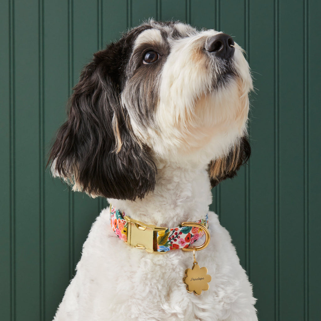 Garden Party Floral Cotton Dog Collar, Reinforced Webbing and Brass D-Ring in Four Adjustable Neck Sizes source image 5