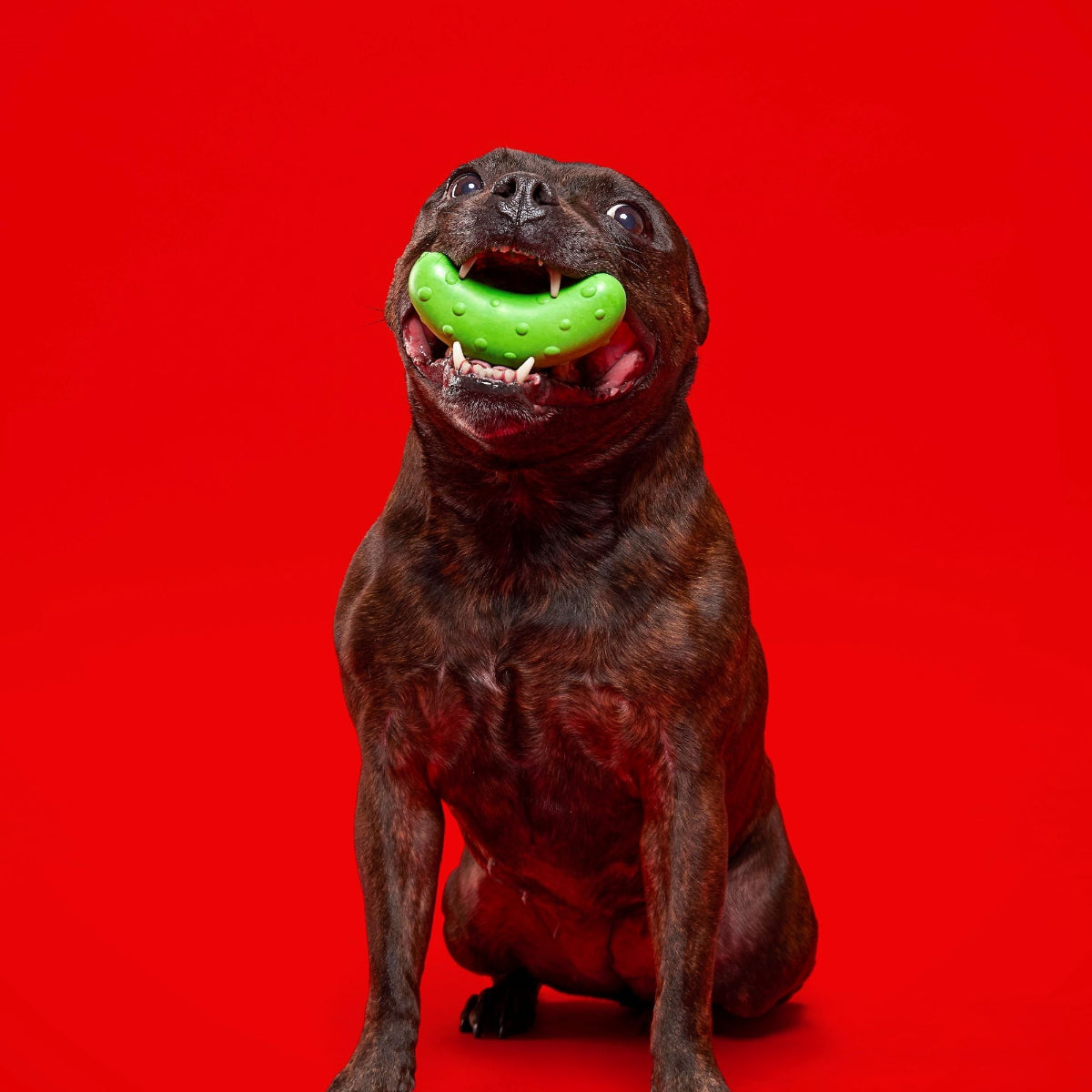 Natural Rubber Pickle Dog Toy for Gnawing and Fetch Play, Squeaky Wobble Design in Three Sizes source image 5