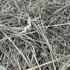 First-Cutting Timothy and Orchard Grass Hay Blend, Hand-Packed High-Fiber Feed in Six Bag Sizes source image 5