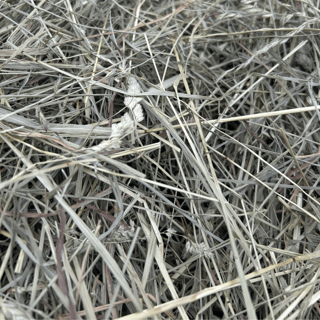 First-Cutting Timothy and Orchard Grass Hay Blend, Hand-Packed High-Fiber Feed in Six Bag Sizes source image 5