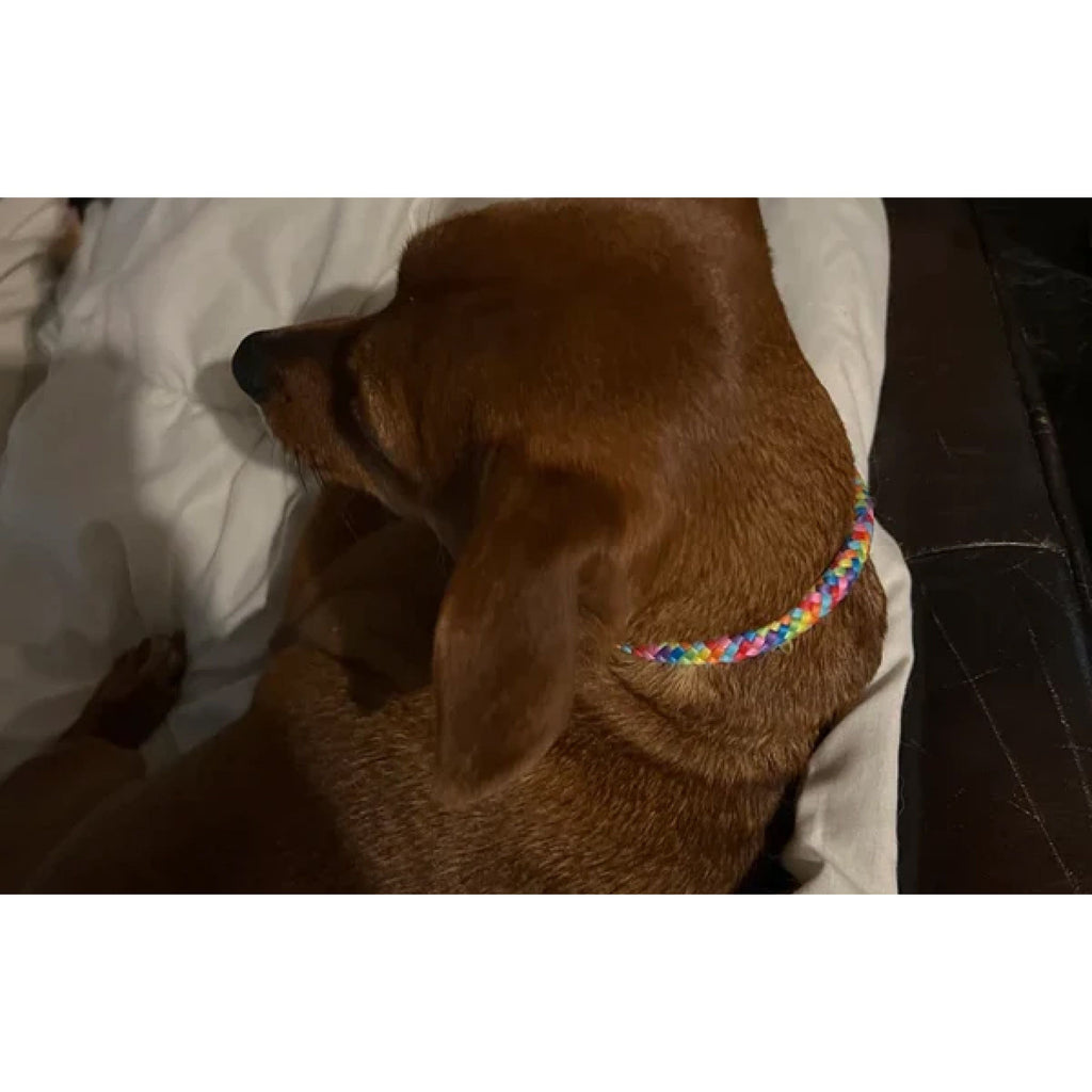 Rainbow Rope and Leather Dog Collar, Round Anti-Matting Design with Chrome Hardware in Nine Sizes source image 5