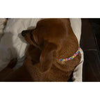 Rainbow Rope and Leather Dog Collar, Round Anti-Matting Design with Chrome Hardware in Nine Sizes source image 5