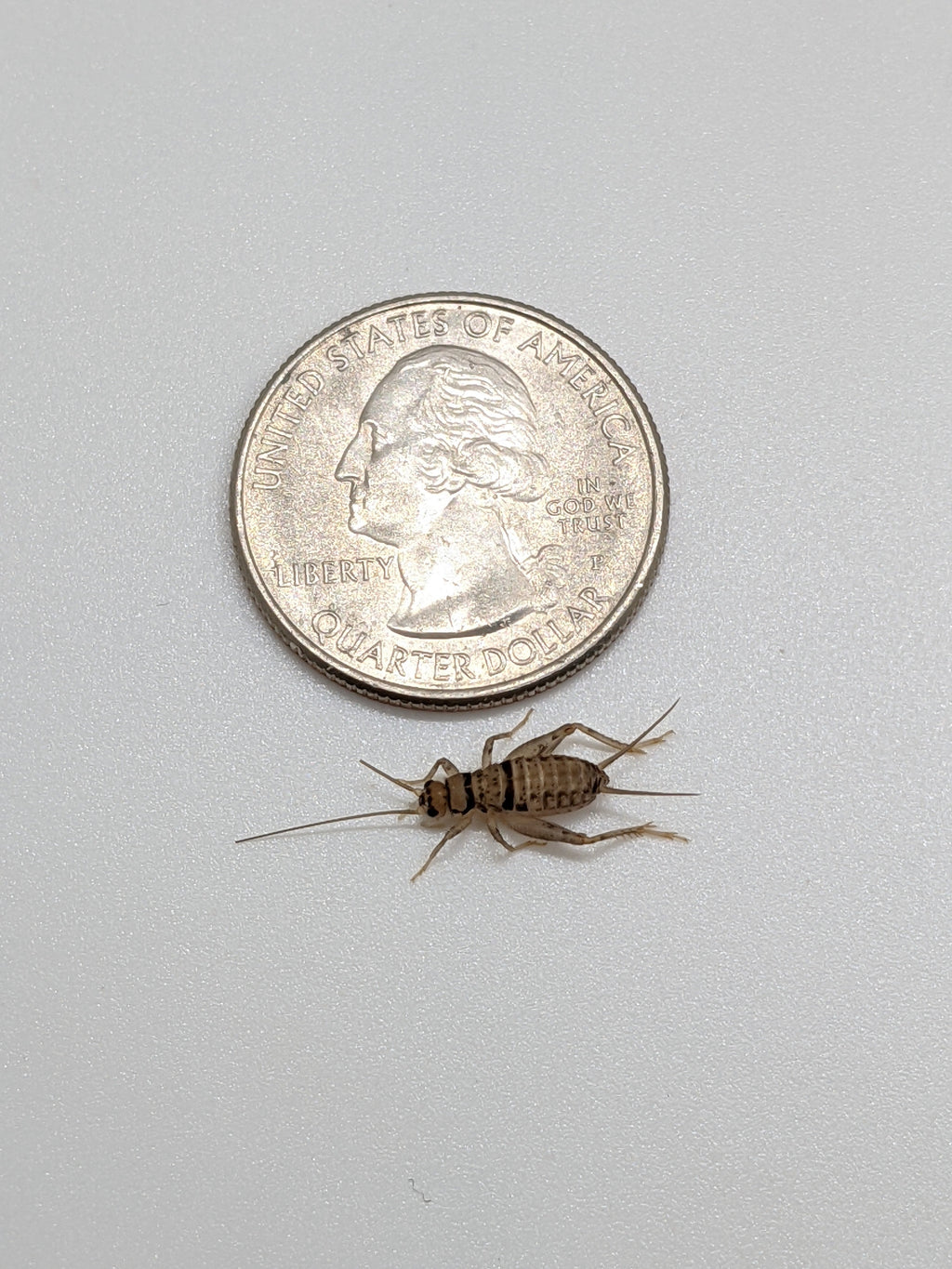 Live Banded Feeder Crickets in Half-Inch Size, Vented Travel Box and Five Quantity Counts for Reptiles source image 5