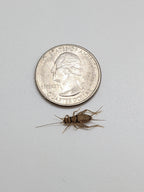 Live Banded Feeder Crickets in Half-Inch Size, Vented Travel Box and Five Quantity Counts for Reptiles source image 5